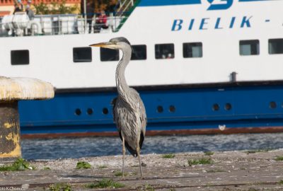 Karsiborska wyspa Świnoujścia
